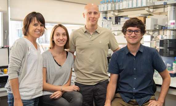 Generan un modelo in-vitro para estudiar enfermedades del hígado a partir de células madre