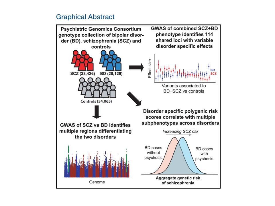 Descubren regiones génicas involucradas en las similitudes y diferencias entre el trastorno bipolar y la esquizofrenia