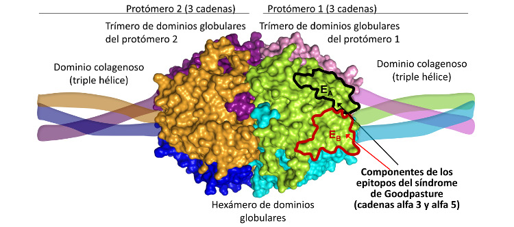 Aportan información estructural sobre el papel del colágeno IV en la enfermedad de Goodpasture y el síndrome de Alport