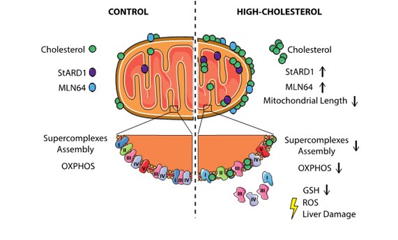 La acumulación de colesterol mitocondrial desacopla la función oxidativa de la mitocondria y contribuye al daño hepático