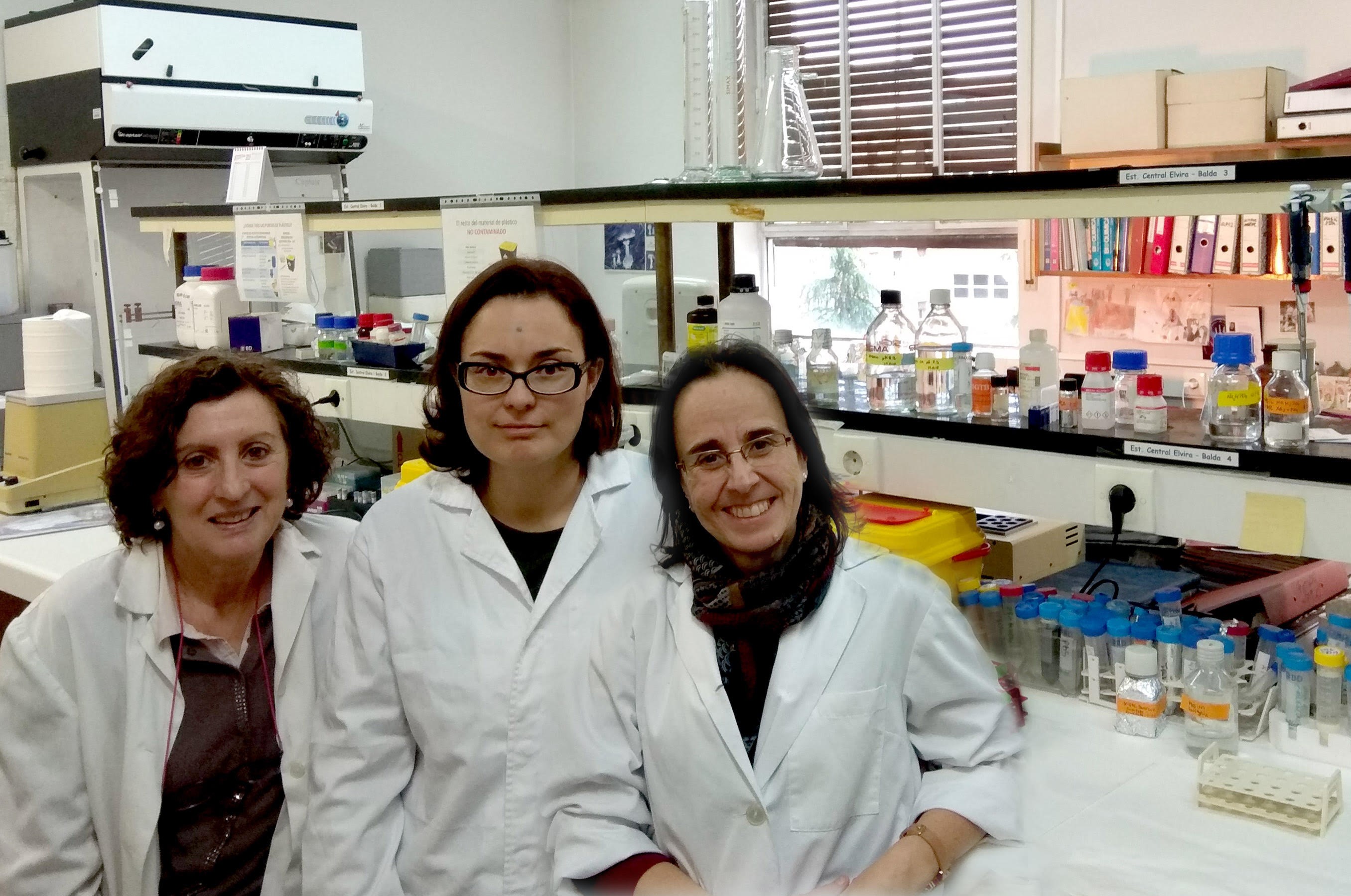 El bloqueo de una proteína previene la aparición de diabetes asociada al envejecimiento