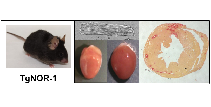 Un ratón transgénico evidencia el papel clave de una proteína en la hipertrofia cardíaca