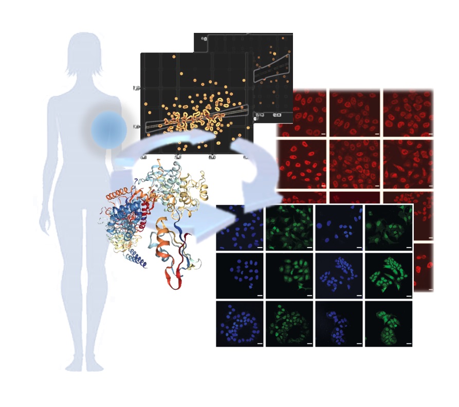 Nuevas evidencias relacionan las hormonas de estrés con la progresión de tumores en cáncer de mama