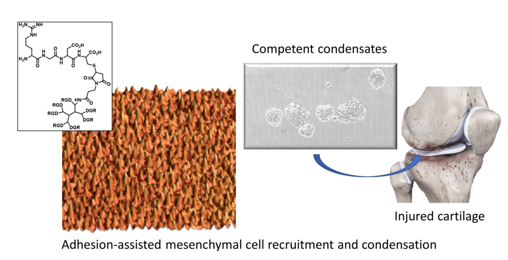 La adhesión celular a la nanoescala es un factor clave para la producción de cartílago in vitro