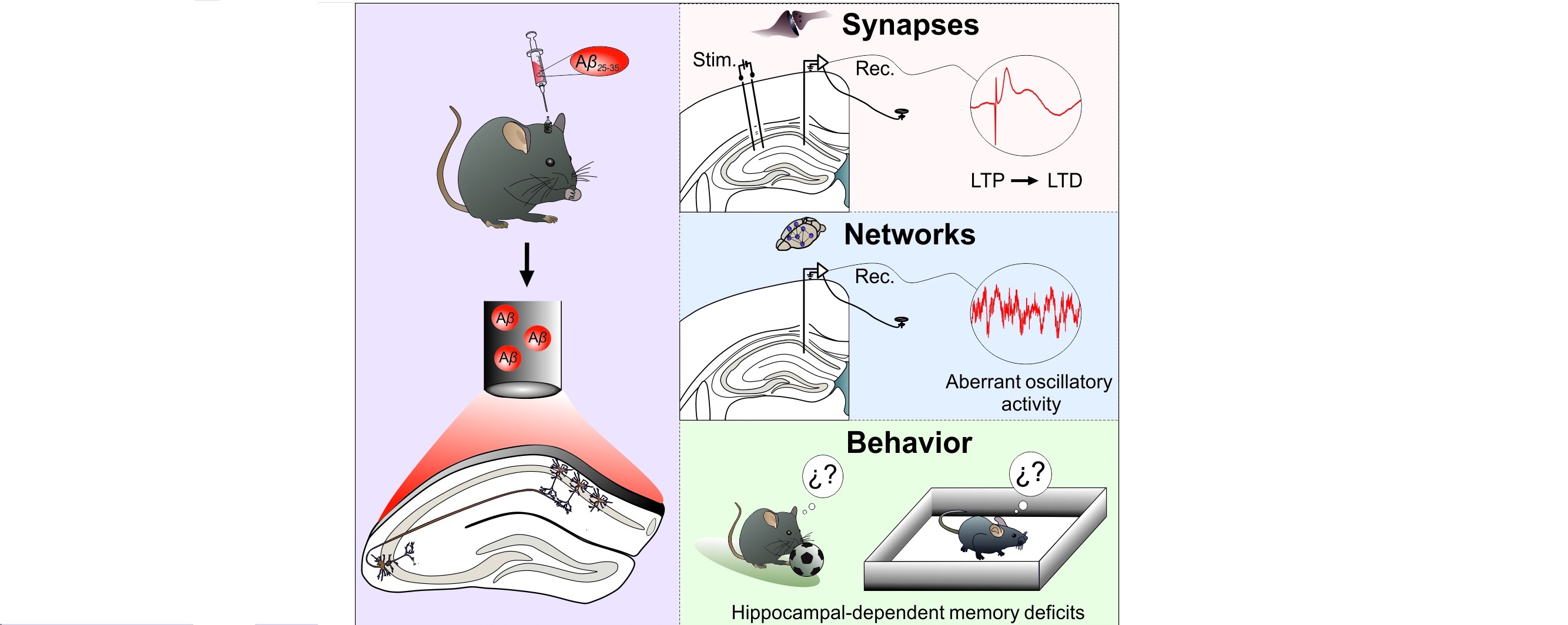 Una pequeña fracción del péptido amiloide deteriora la función del hipocampo impidiendo la formación de nuevas memorias