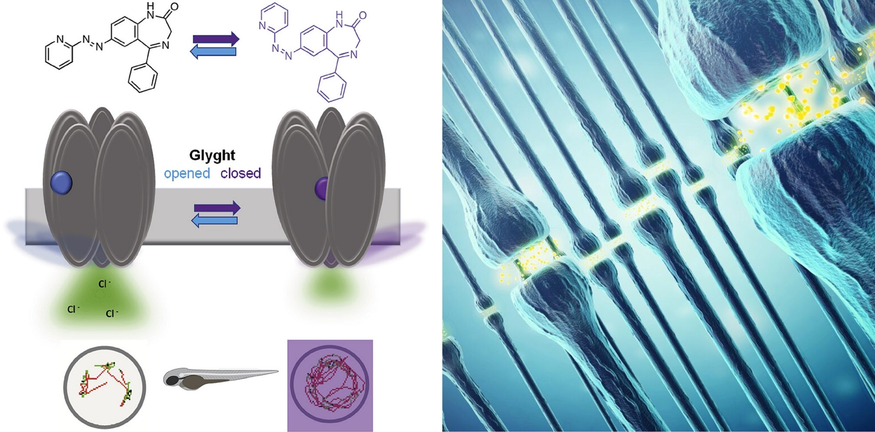 Nuevas moléculas permiten activar y desactivar circuitos neuronales utilizando luz