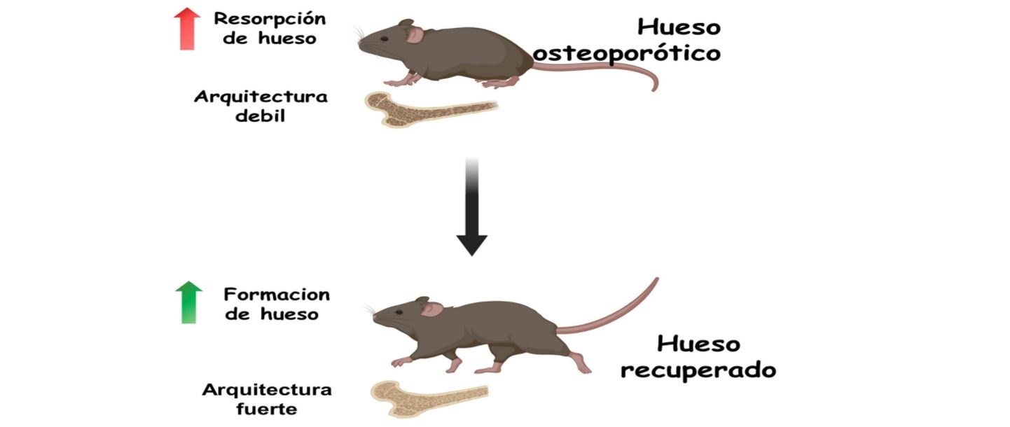 Logran revertir la osteoporosis en modelos animales con una nueva nanomedicina