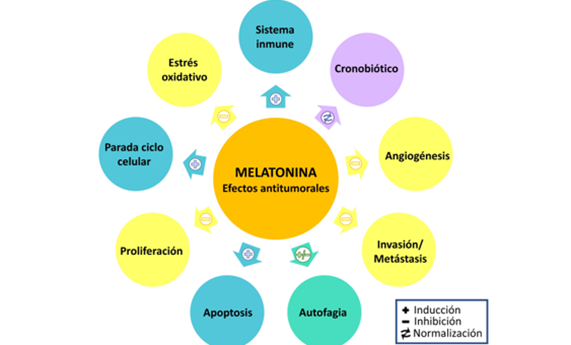 Demuestran el potencial interés de la melatonina en el tratamiento de tumores hepáticos