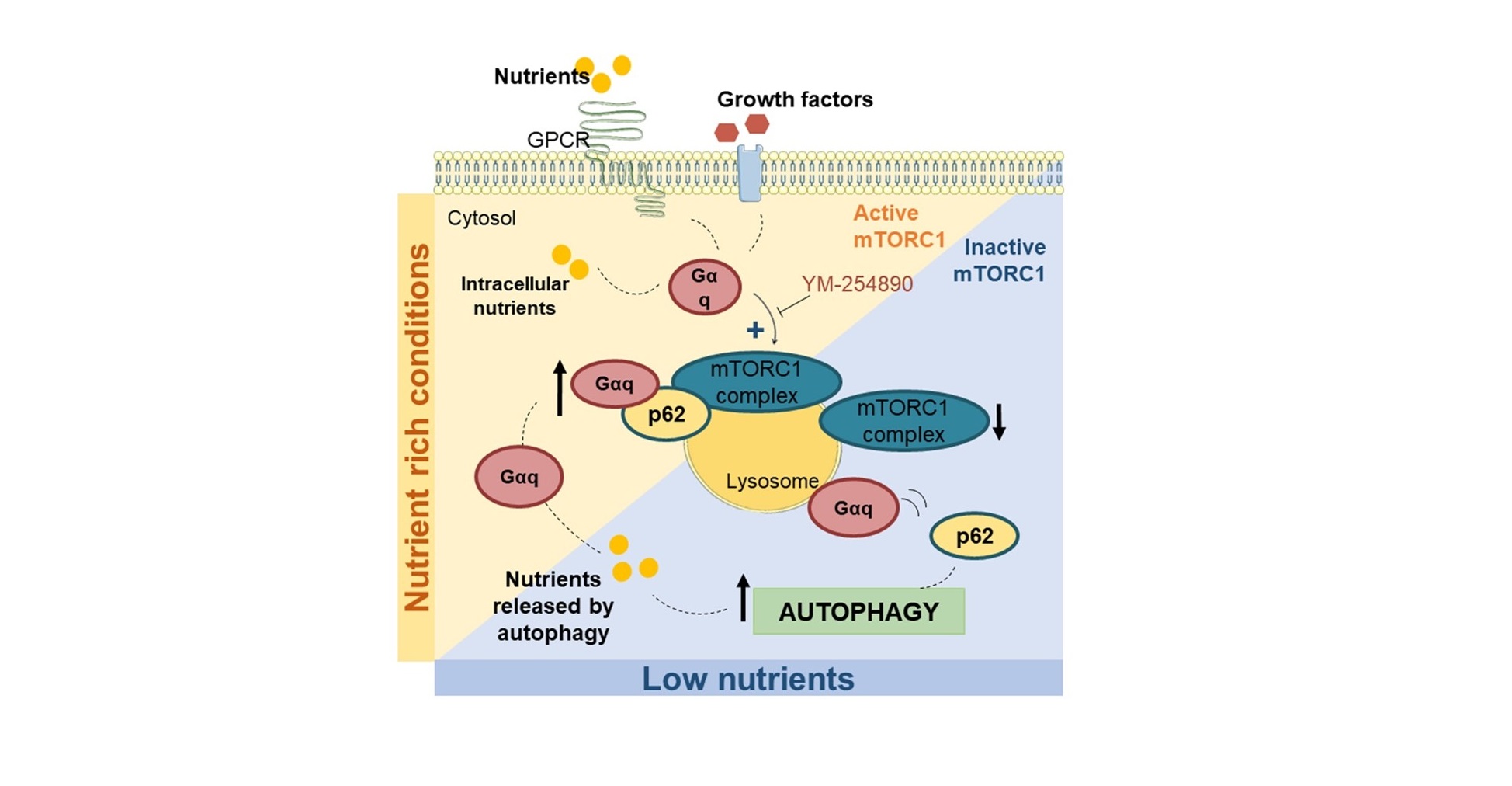 Identifican un nuevo mecanismo que regula la autofagia celular