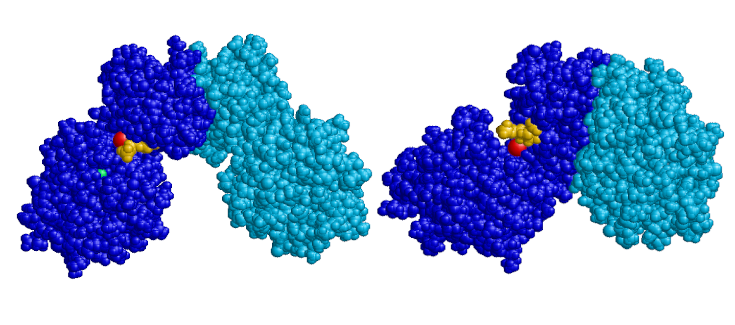 Apoyan la utilización de chaperonas farmacológicas en PMM2-CDG con estudios de biología estructural