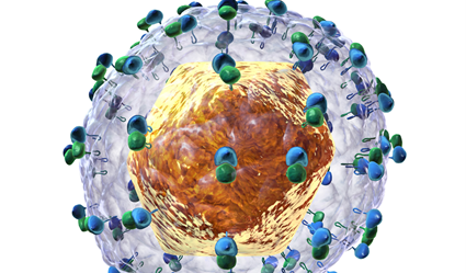 Hallada una molécula natural que inhibe la replicación del virus de la hepatitis C