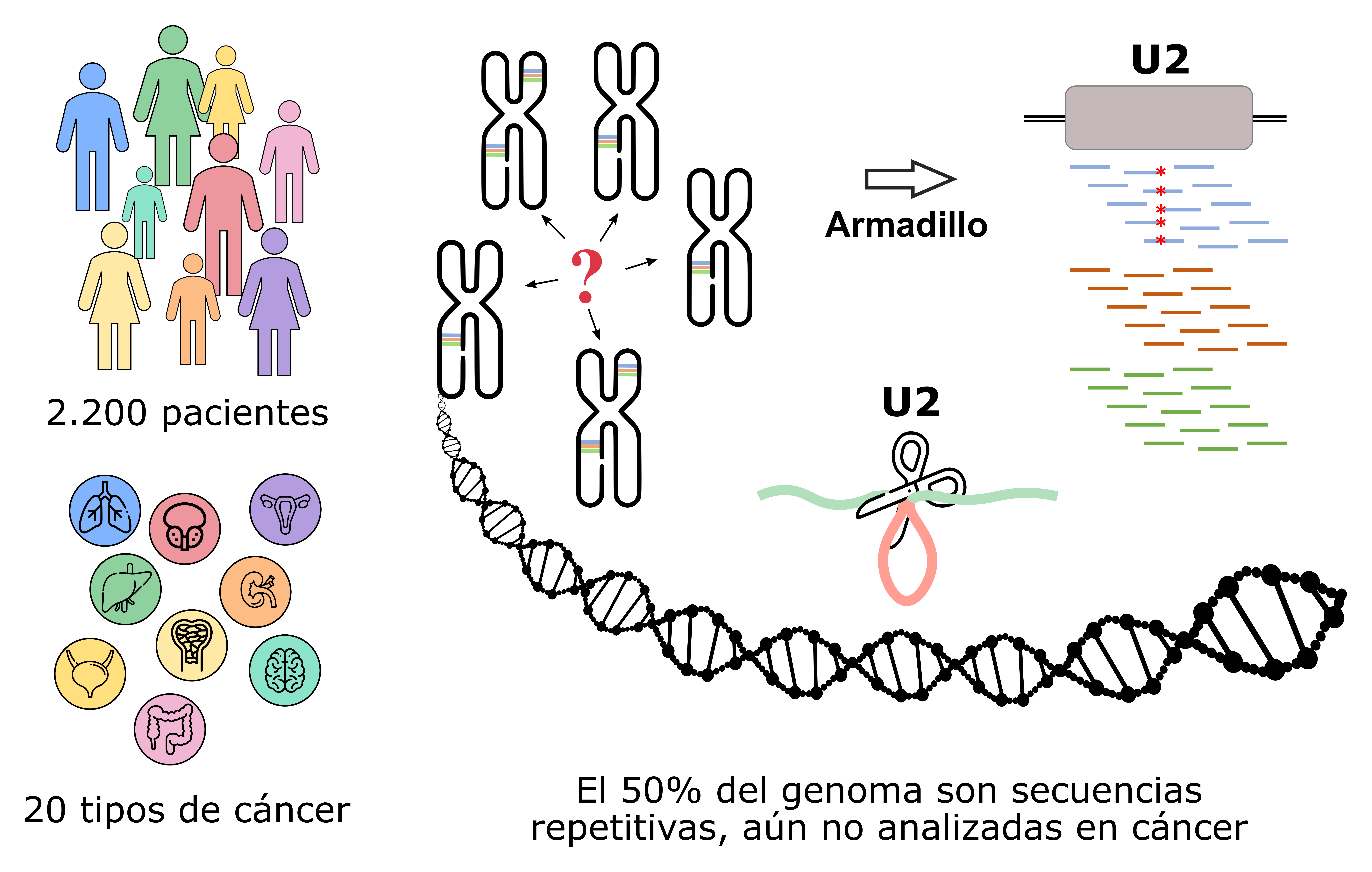 Descubren genes mutados en cáncer en el ‘genoma basura’