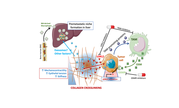 Desgranan los componentes importantes del microambiente fibroinflamatorio del cáncer de páncreas
