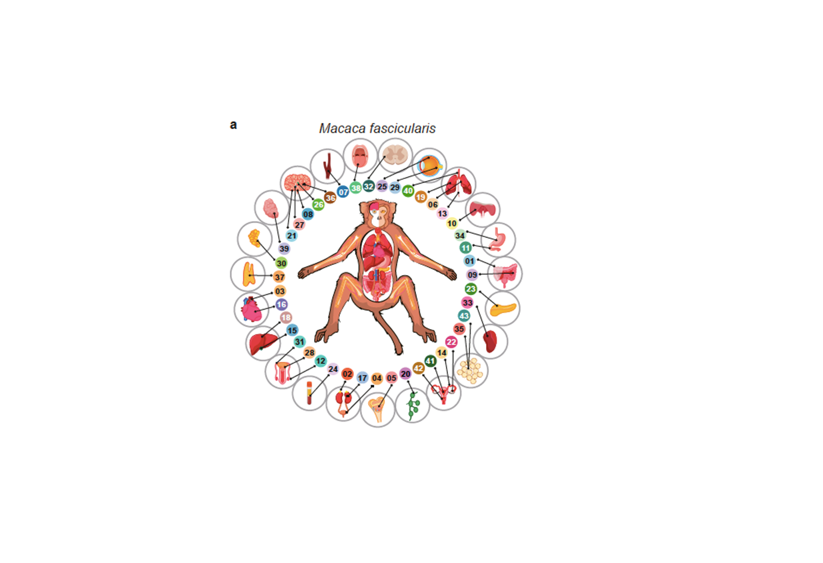 Completan el primer atlas celular de un primate