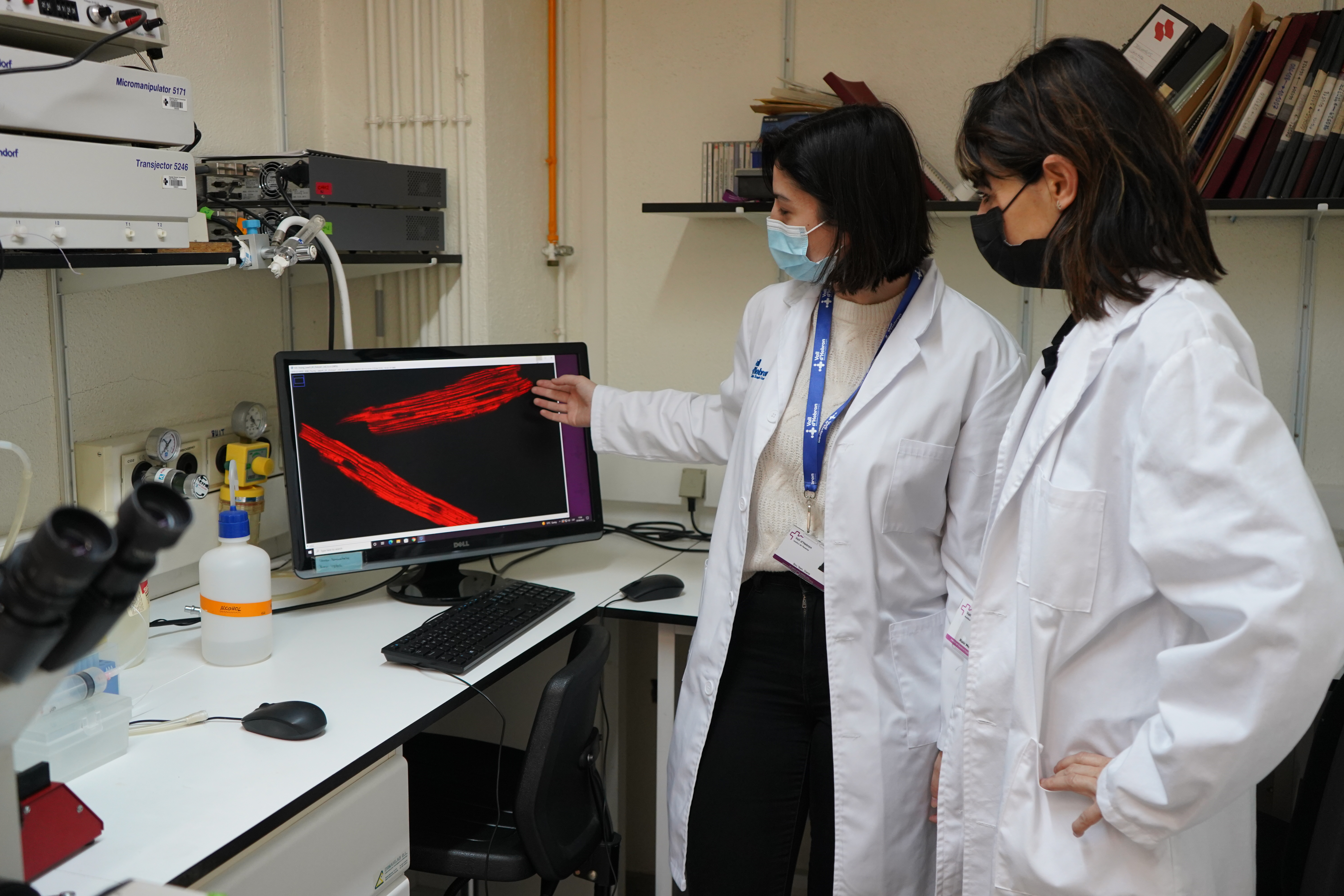 Identifican un nuevo mecanismo implicado en la deficiencia energética del corazón durante el envejecimiento