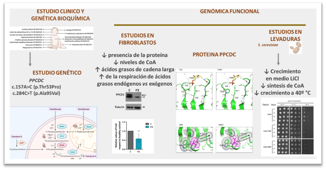 Describen un nuevo error congénito del metabolismo causado por un defecto en la síntesis de Coenzima A