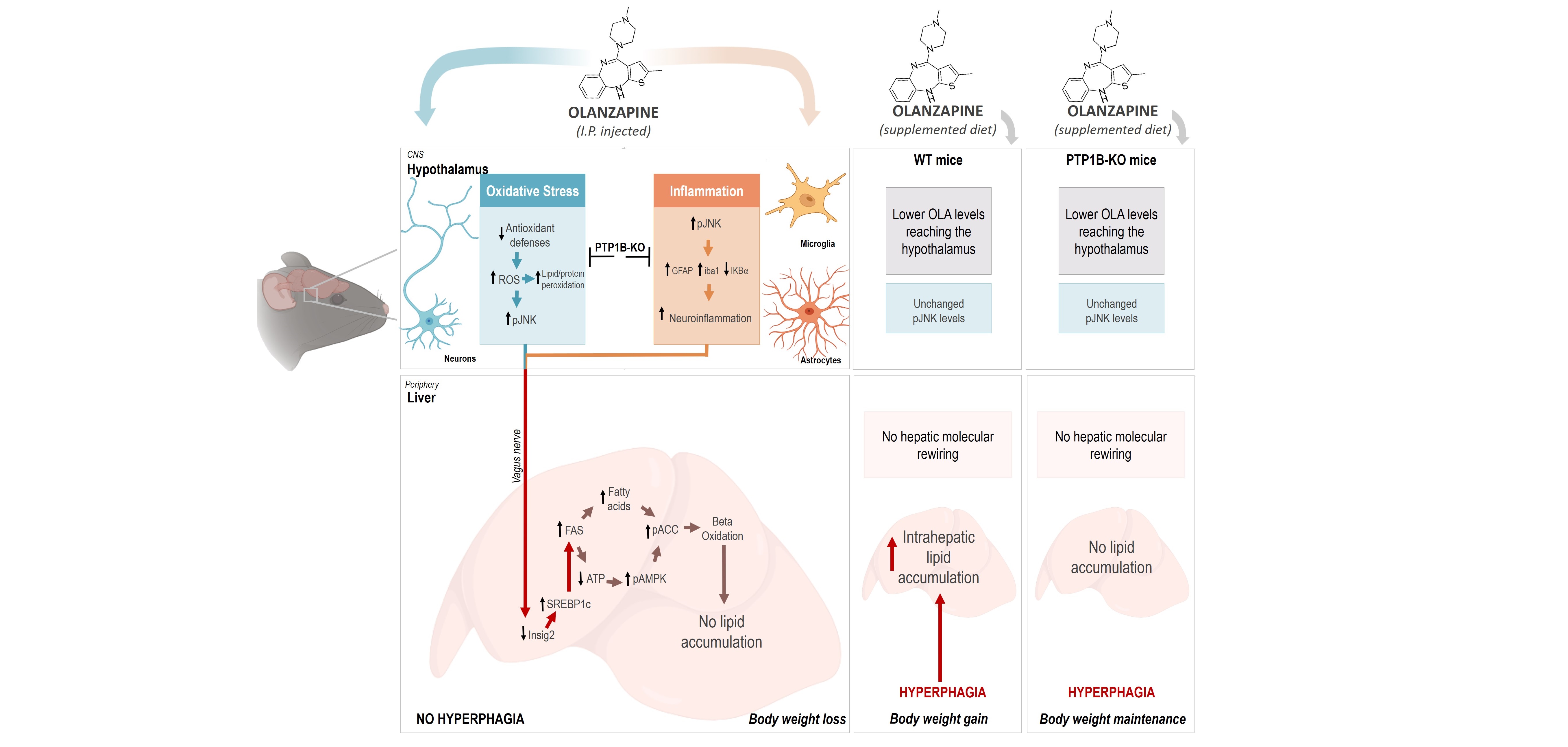 Descubren cómo la olanzapina afecta a la acumulación de grasas en el hígado