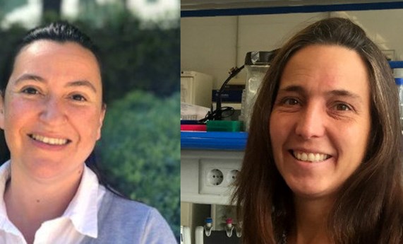 Podcast: generan organoides cerebrales para comprender mejor las mutaciones en el gen ‘MAGEL2’ Podcast: generan organoides cerebrales para comprender mejor las mutaciones en el gen ‘MAGEL2’