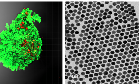 Un estudio realizado utilizando la tecnología SERS revela un nuevo tipo de interacción entre las células tumorales y su entorno Un estudio realizado utilizando la tecnología SERS revela un nuevo tipo de interacción entre las células tumorales y su entorno