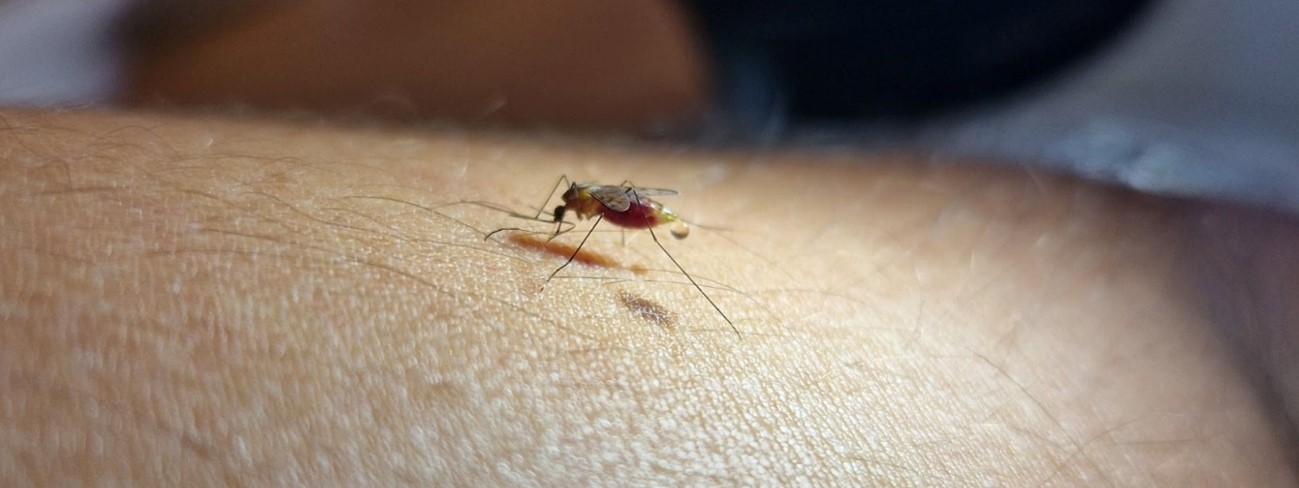 Un estudio analiza la distribución de los mosquitos transmisores de la malaria en España