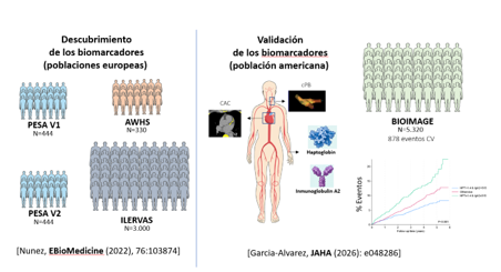 Dos biomarcadores novedosos en sangre predicen la presencia de aterosclerosis subclínica y de eventos cardiovasculares