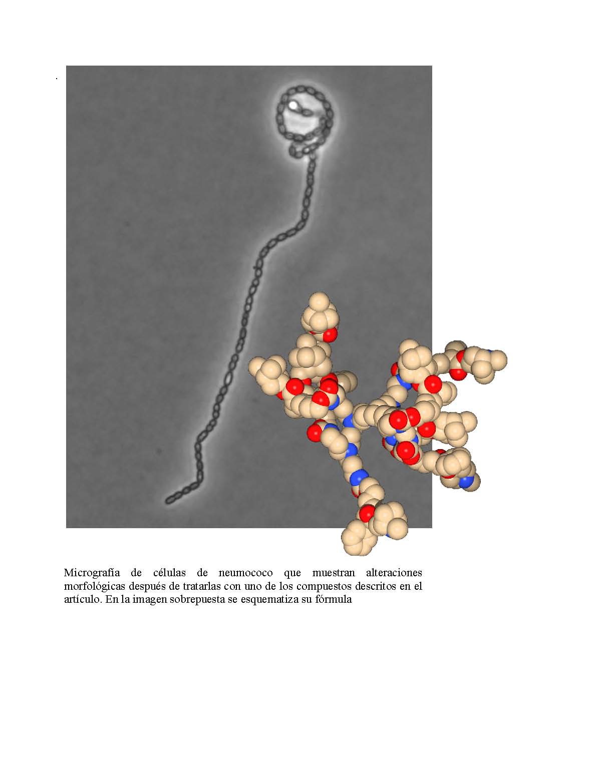 Nuevos compuestos con actividad bactericida contra neumococo