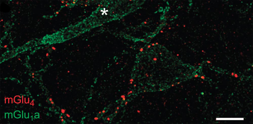 Moléculas reguladas con luz para aliviar síntomas del dolor crónico